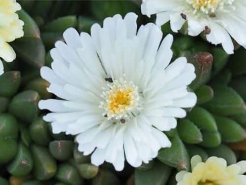 Kosmatec weiße Blüte