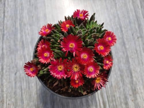 Mittagsblume Staude im Blumentopf