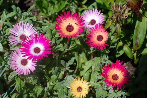 Eisblume (Delosperma)