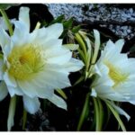 Hylocereus mit rosa Blüten und grünen Blättern