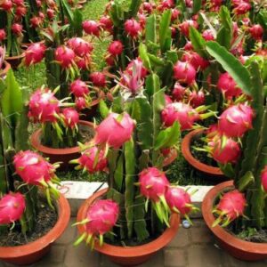 Hylocereus - im Topf