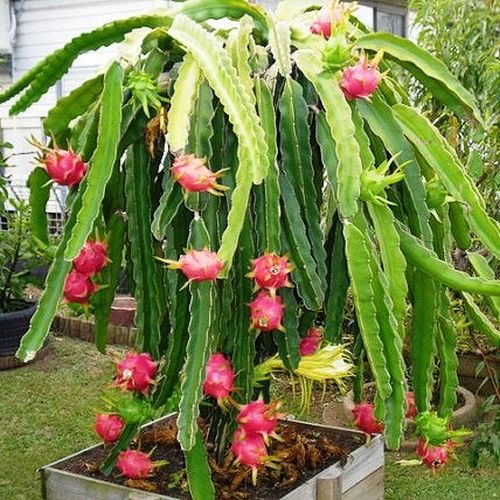 Hylocereus mit rosa Blüten und grünen Blattsegmenten