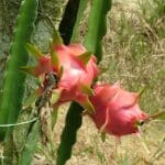 Hylocereus mit rosa Blüten und grünen Blattsegmenten