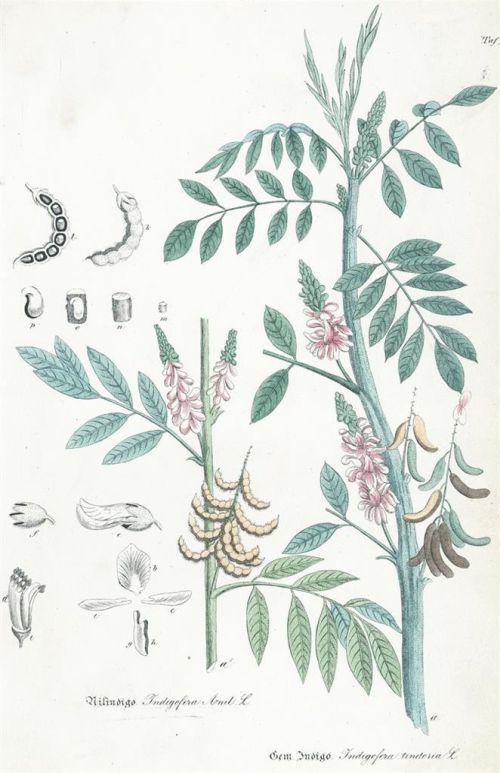 Indigostrauch - Foto aus dem Herbarium