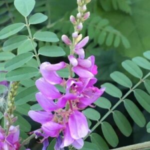 Indigostrauch Blüte