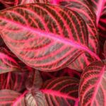 Iresine herbstii mit dunkelroten Blättern und leuchtend pinken Blattadern