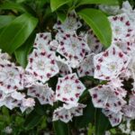 Kalmia mit rosa Blüten und grünen Blättern