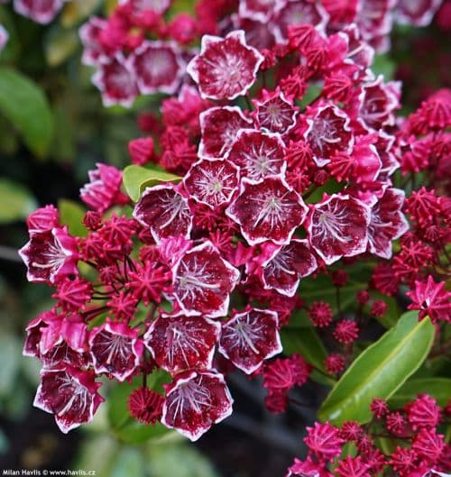 Kalmia mit rosafarbenen Blüten und dunkelgrünen Blättern