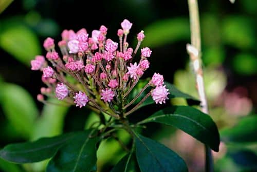 Kalmia angustifolia mit schmalen Blättern und rosa Blüten
