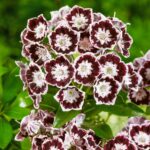 Kalmia latifolia mit rosa Blüten und grünen Blättern
