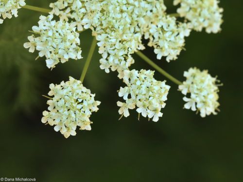 Bärwurz mit feinen Blättern und gelben Blüten