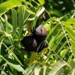 Dunkel verfärbte reife Fruchthüllen der Schwarznuss am Baum