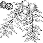 Botanische Zeichnung eines Schwarznusszweigs mit Blättern und Früchten