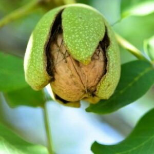 Reife Walnussfrucht mit aufgeplatzter grüner Fruchtschale und sichtbarer Nussschale am Zweig