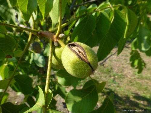 Echte Walnuss Frucht
