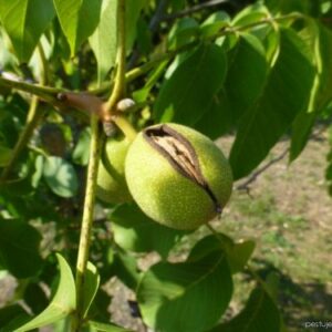 Walnussfrucht mit aufplatzender Fruchtschale an einem Zweig zwischen Blättern