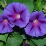 Violette Blüten der Prunkwinde aus der Nähe