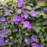 Dicht mit violetten Blüten bewachsene Prunkwinde