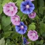 Rosa und blaue Blüten der Prunkwinde