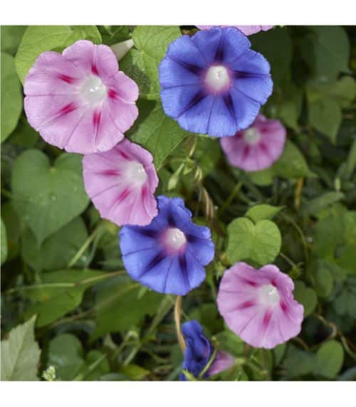 Purpurwinde Blüten