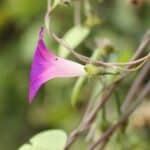 Sich öffnende rosa Blüte der Prunkwinde von der Seite