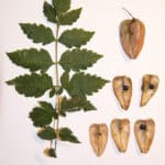 Gefiedertes Blatt und getrocknete Fruchtkapseln mit schwarzen Samen