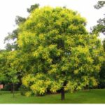 Blühender Blasenbaum mit gelben Blütenrispen in einer Parkanlage