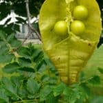 Geöffnete Fruchtkapsel des Blasenbaums mit drei grünen Samen