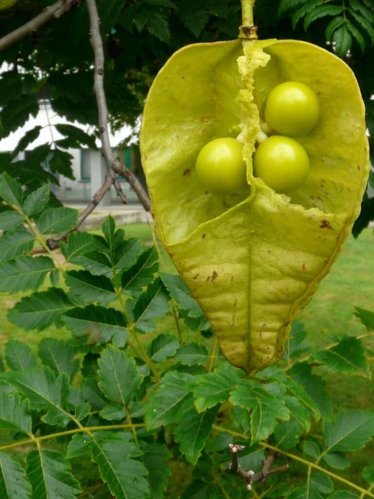 Lampionblume Frucht