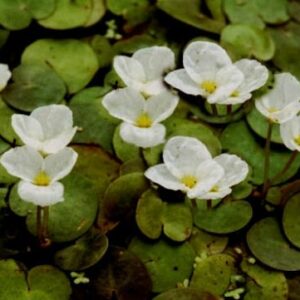 Weiße Blüten des Froschbisses zwischen runden Schwimmblättern