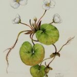 Botanische Aquarellzeichnung des Froschbisses mit runden Blättern und Blüten