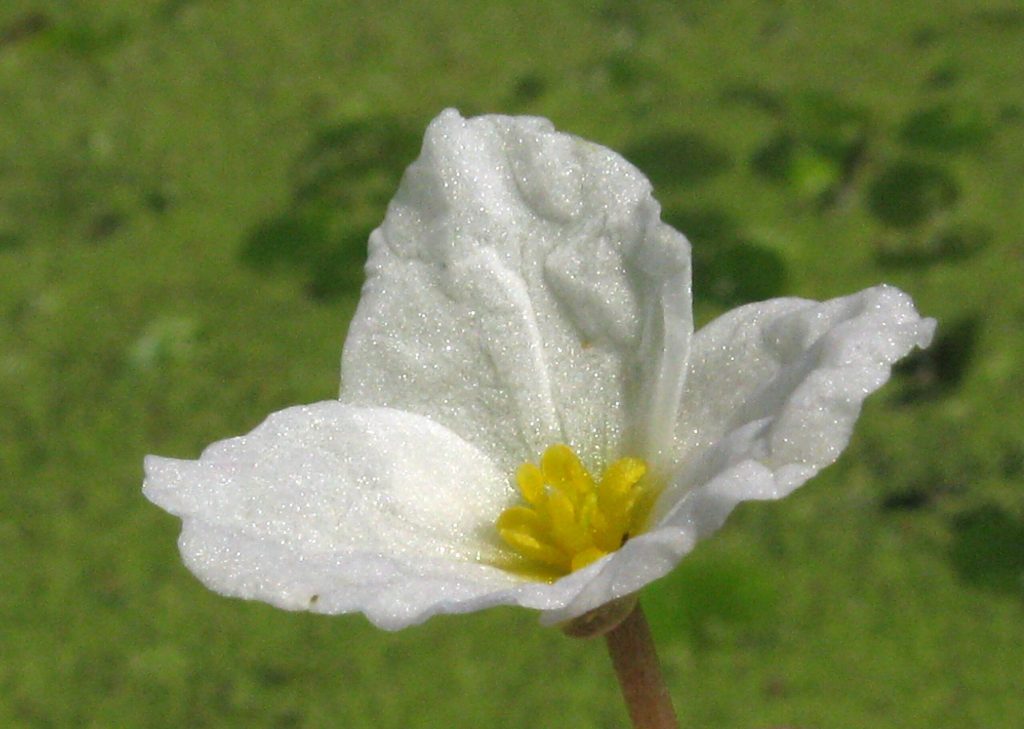 Nahaufnahme einer weißen dreiblättrigen Froschbissblüte mit gelbem Zentrum