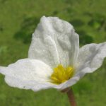 Nahaufnahme einer weißen Froschbissblüte mit gelbem Zentrum