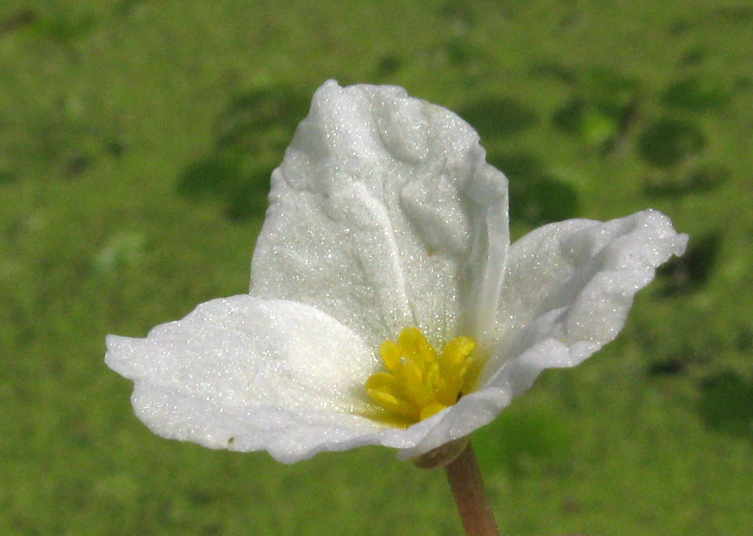 Froschbiss Blüte