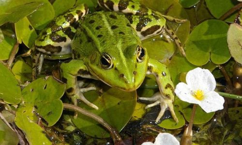 Froschbiss