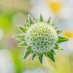 Noch nicht geöffneter, grüner Blütenkopf einer Witwenblume aus der Nähe