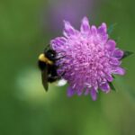 Hummel auf dem rosa Blütenkopf einer Witwenblume