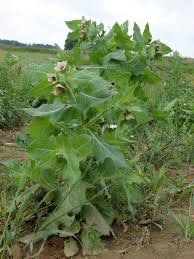 Schwarzes Bilsenkraut in der Natur