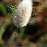Einzelnes Ährchen des Hasenschwanzgrases im Gegenlicht