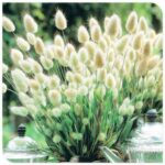Dichter Horst des Hasenschwanzgrases in voller Blüte