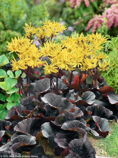 Goldkolben mit orangefarbenen Blüten im Blumentopf
