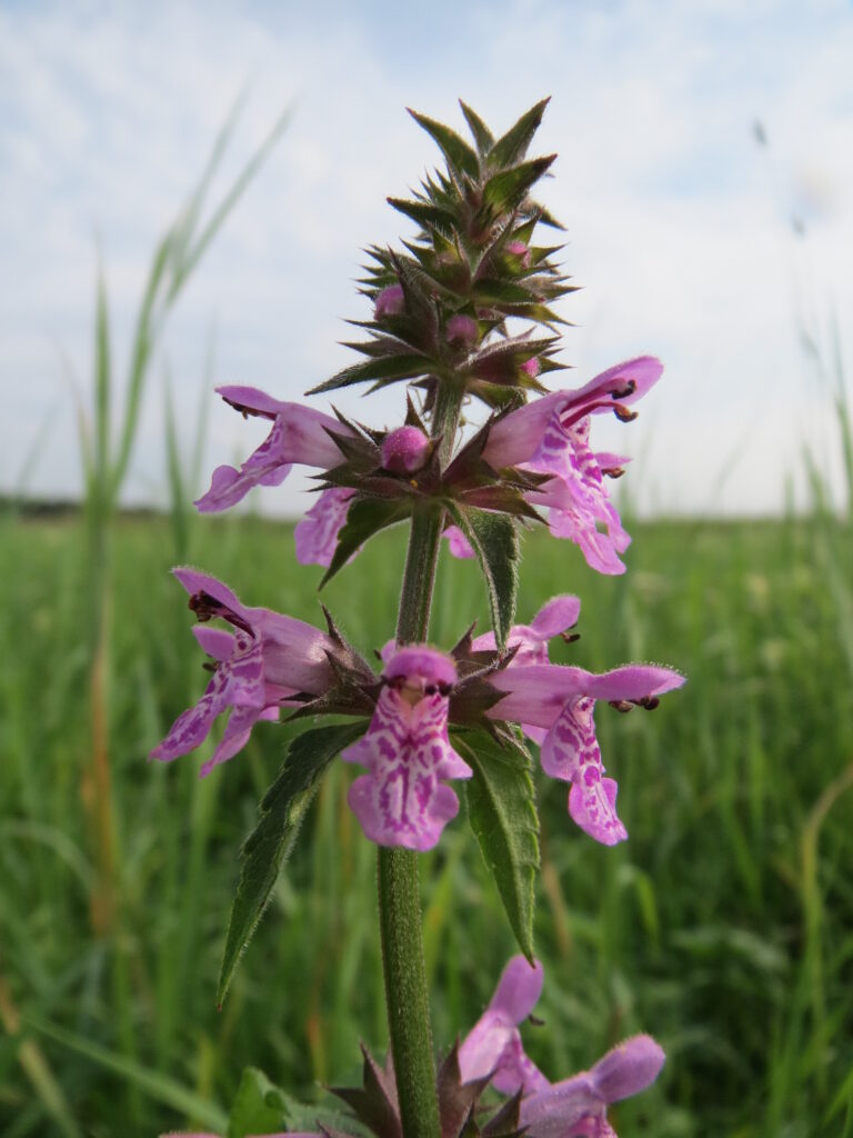 Sumpfziest (Stachys palustris)​