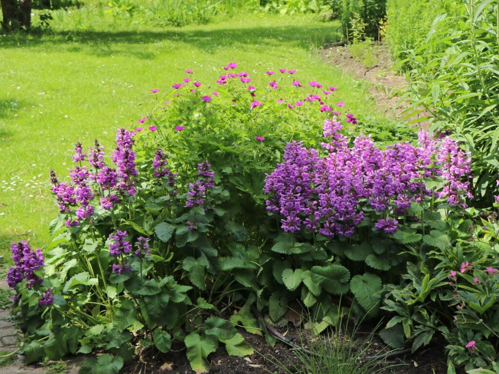 Stachys grandiflora (Stachys grandiflora)​