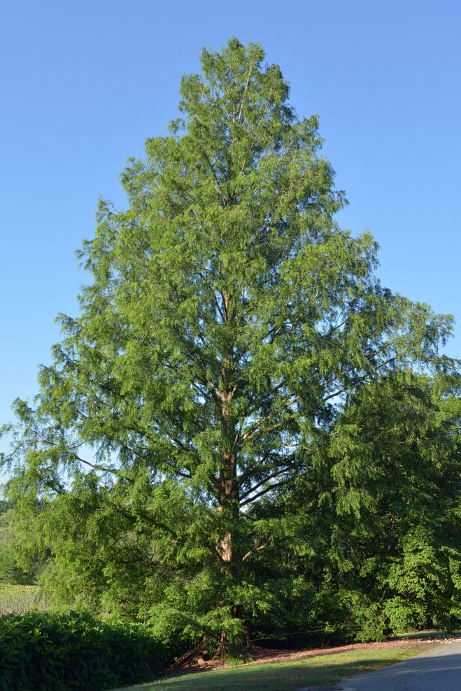 Chinesische Urweltmammutbaum - hoher Baum vor dem Hintergrund eines schönen Sommerhimmels.