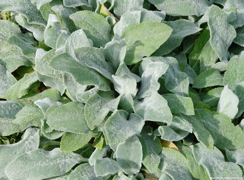 Wollziest (Stachys lanata)​