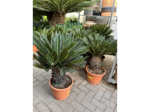 Zykaspalme (Cycas revoluta)​