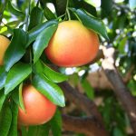Grapefruits – reifende Früchte am Zweig.