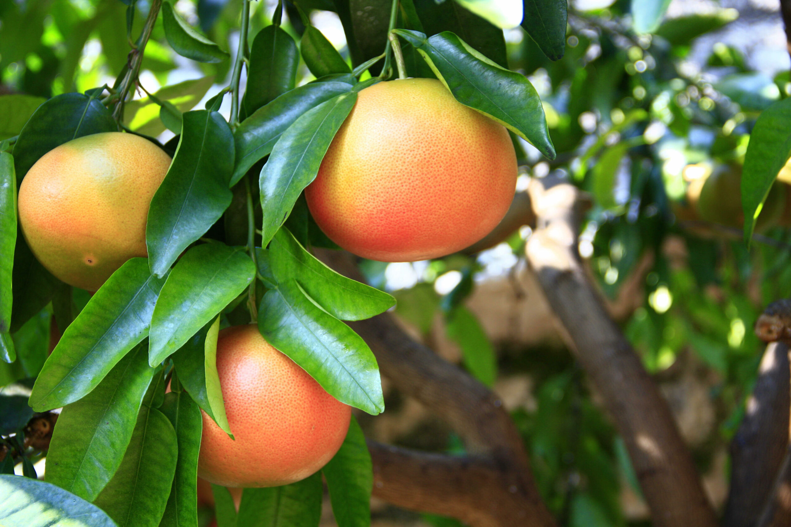 Grapefruit – Blick auf reifende Früchte.