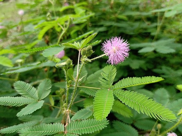 Schamhafte Sinnpflanze (Mimosa pudica)