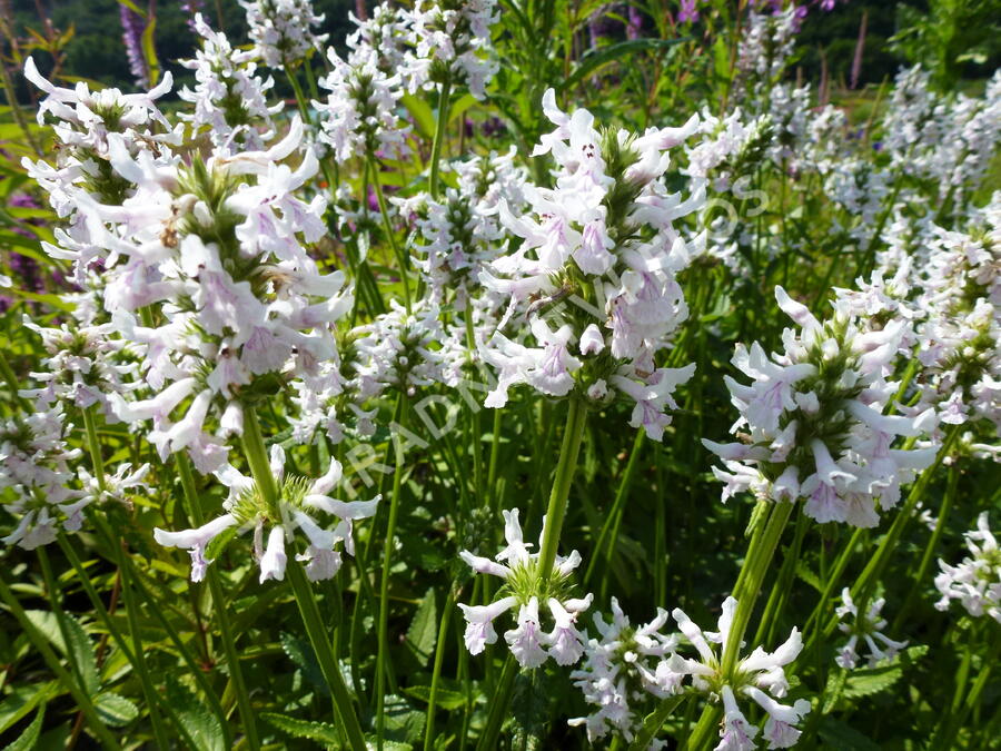 Schneeweißer Ziest (Stachys nivea)​